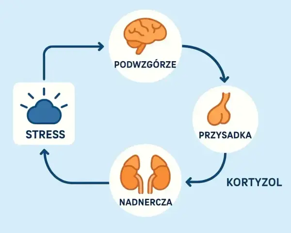 Cykl reakcji na stres: podwzgórze, przysadka, nadnercza produkują kortyzol. ACTH jest kluczowe w tym procesie.