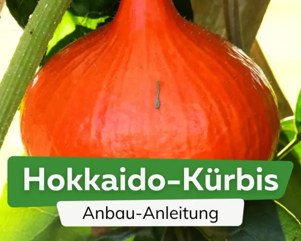 Ein leuchtend orangefarbener Hokkaido-Kürbis wächst an seiner Pflanze. Die Anleitung zum Anbau von Hokkaido-Kürbissen ist im Bild zu sehen.