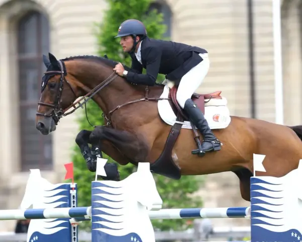 Un cavalier et son étalon bondissent par-dessus un obstacle. L'étalon, fier et puissant, montre sa forme athlétique.