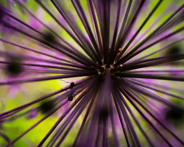 Une fourmi explore une fleur d'ail ornementale en mode macro. Les rayons violets et le fond vert vif créent un univers miniature fascinant.