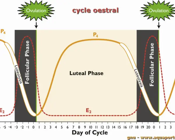 Graphique du cycle oestral d'une jument montrant les variations hormonales. Le corps jaune persistant est représenté par la courbe P4.