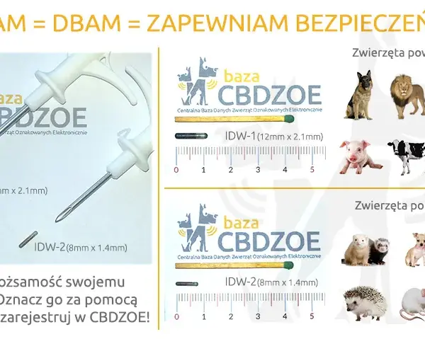 Ile kosztuje chip dla psa? Sprawdź ceny i ukryte koszty czipowania