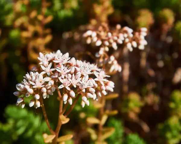 En klase av små, vita blommor från en vit fetknopp, med gröna och bruna blad i bakgrunden.