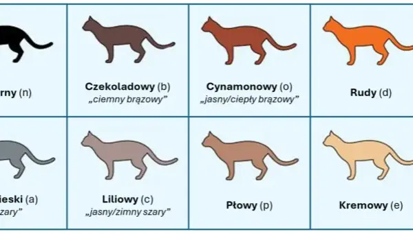 Devon rex liliowy – niezwykła kolorystyka i cechy tej rasy
