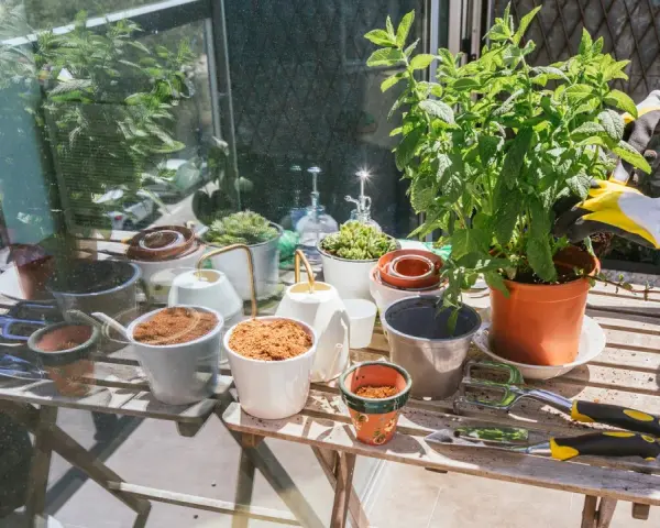 Förbereder för att odla majs i kruka. En person med gula handskar planterar en grön växt. Bordet är fullt av krukor, jord och trädgårdsredskap.