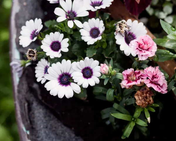 Flores para cementerio naturales: margaritas blancas con centro morado y claveles rosados, algunas marchitas, en un recipiente oscuro.