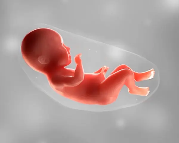 Ein Baby in 36 ssw, bereit für die Welt. Es liegt in der Fruchtblase, die Arme und Beine leicht angewinkelt.