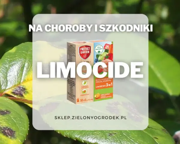 Oprysk Limocide na choroby i szkodniki roślin ozdobnych, owoców i warzyw. Skuteczny preparat w walce z plamami na liściach.