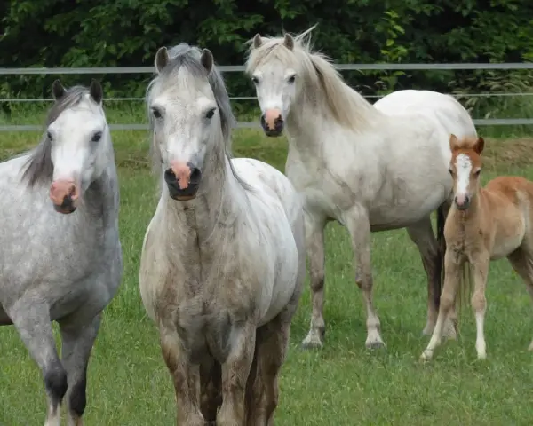 Trois chevaux, dont un poulain, de race Welsh Part Bred, se tiennent dans un pré verdoyant.