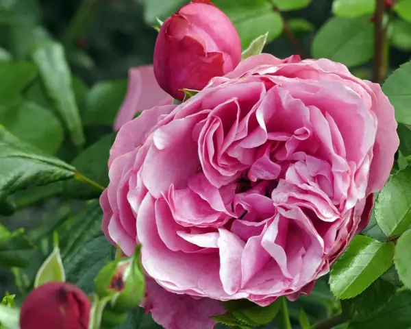 Eine üppige, rosafarbene Rose blüht neben Knospen. Ja, man kann Rosen pflanzen, wo schon Rosen waren, wenn man den Boden vorbereitet.