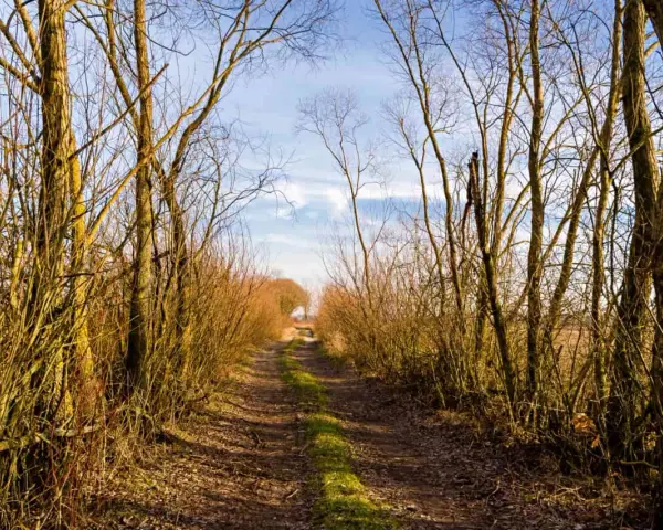 Droga przez las, gdzie drzewa tworzą naturalny tunel. W oddali widać światło, jakby zapraszając na groblę honczarowską.