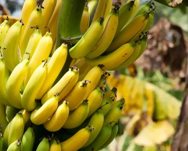 Reife Bananen: So erkennst du die perfekte Frucht und ihre Vorteile