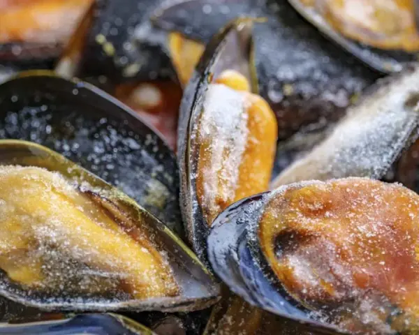 Primer plano de mejillones congelados cubiertos de escarcha. Se pueden congelar los mejillones para conservarlos frescos.
