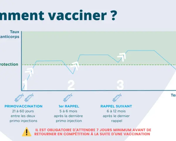 Graphique illustrant le protocole vaccination cheval FFE : taux d'anticorps et protection après primo-vaccination et rappels.