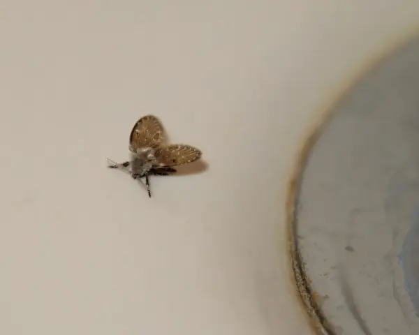 Mały, włochaty owad, przypominający ćmianki larwy, siedzi na jasnej powierzchni obok metalowej krawędzi.