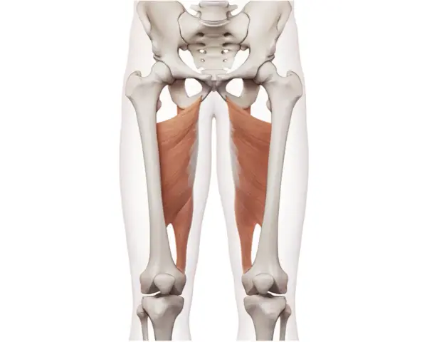 Muskler i insida lår, adductor magnus, som tränas med adductor maskin.