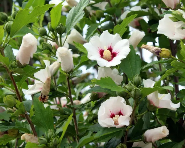 Piękne białe kwiaty hibiskusa z nasion, z czerwonymi środkami, otoczone zielonymi liśćmi i pąkami.
