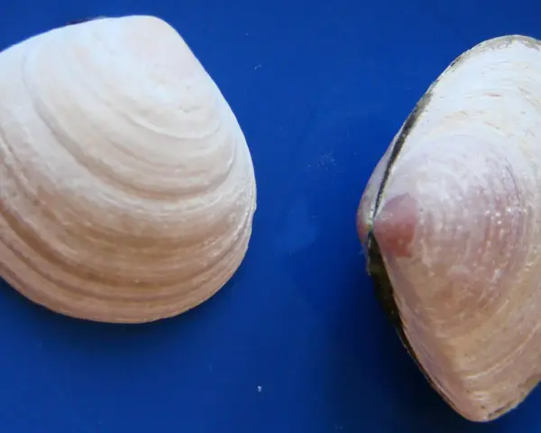 Dwie muszelki na niebieskim tle. Szukasz miejsca, gdzie najwięcej muszelek nad Bałtykiem?