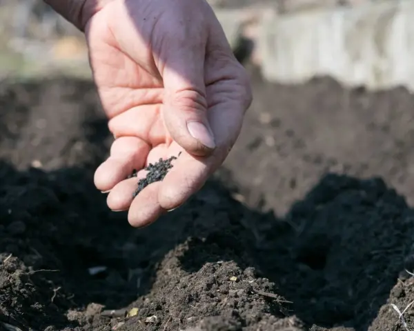 Dłoń rozsypuje drobne nasiona. Zastanawiasz się, dlaczego nasiona nie kiełkują? Może potrzebują więcej ciepła lub wody.