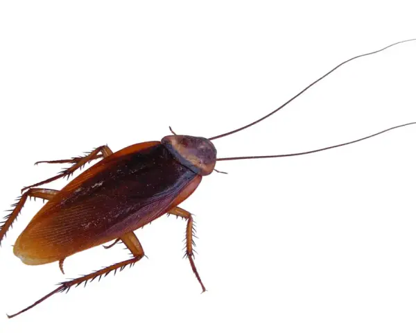 Una cucaracha de color marrón rojizo con antenas largas y patas espinosas. A pesar del frío, las cucarachas en invierno buscan refugio.