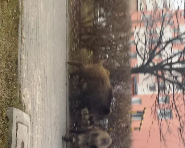 Co robić, gdy dziki na osiedlu zagrażają bezpieczeństwu?