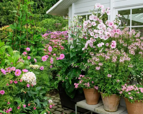 En lummig trädgård med många rosa blommor i krukor och rabatter. En stor blomstermorot i kruka dominerar vid ett vitt växthus.