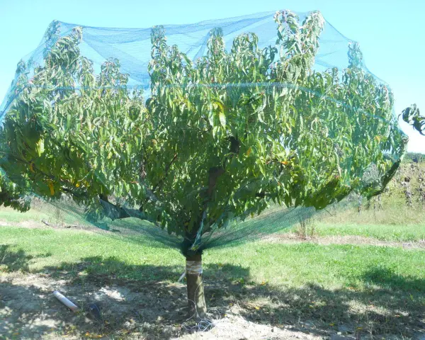 Albero di pesco protetto da una rete anti-insetti, in attesa della concimazione per frutti succosi.