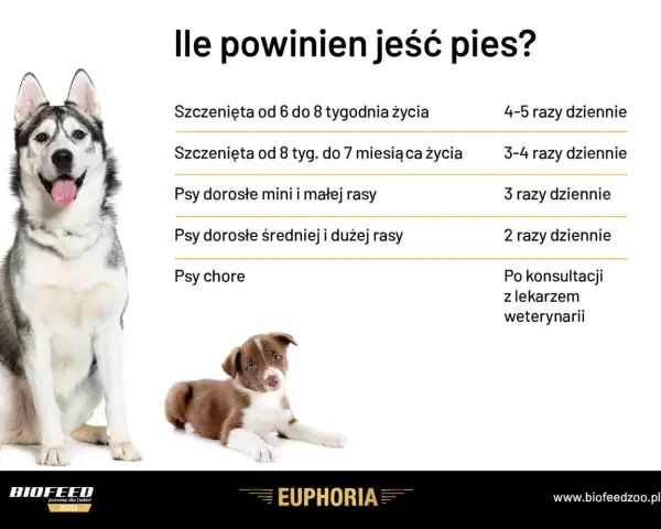 Co ile godzin karmić szczeniaka? Uniknij błędów, zapewnij zdrowie!