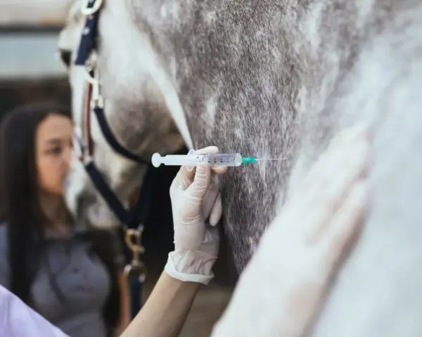 Une main gantée administre une injection à un cheval, une mesure préventive contre le tétanos. Une jeune femme observe attentivement.