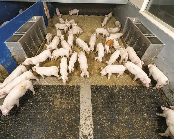 Un gruppo di maialini rosa in un recinto, un'immagine che illustra l'allevamento maiali. Alcuni mangiano, altri riposano.