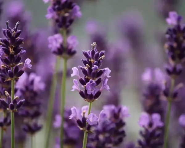 Flores de lavanda, conocidas por ser plantas que ahuyentan los mosquitos, con sus espigas púrpuras en primer plano y un fondo difuminado.
