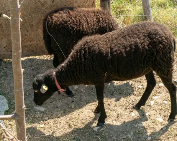 Due pecore nere, una con collare rosa, pascolano in un recinto. Chissà quanto vivono le pecore in queste condizioni.