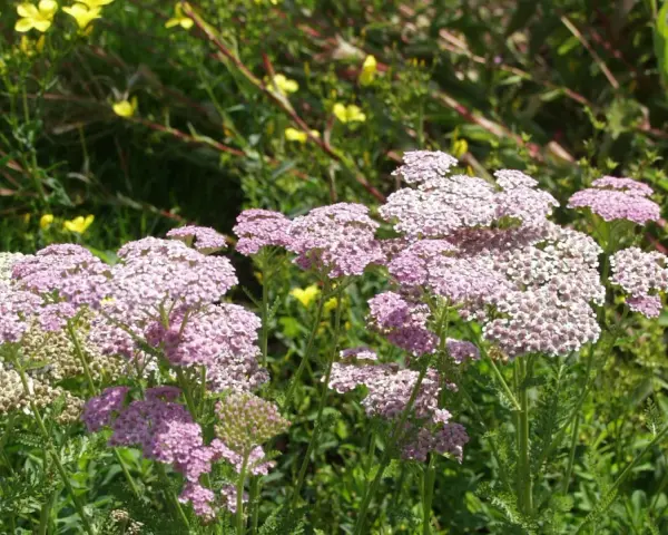 Zarte rosa und weiße Schafgarbenblüten stehen im sonnigen Garten. Der ideale schafgarbe standort ist sonnig und trocken.