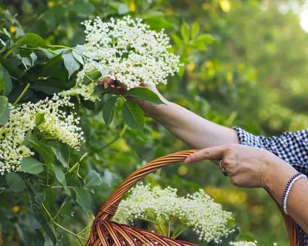 Zbieranie kwiatów czarnego bzu do koszyka, by dowiedzieć się, jak parzyć ten aromatyczny napar.
