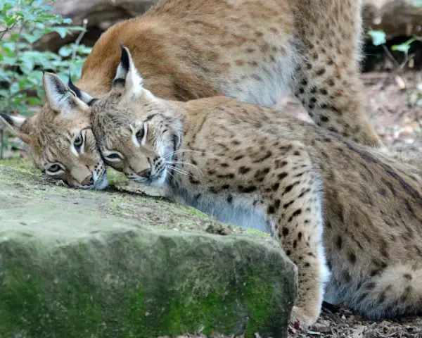 Deux lynx se blottissent l'un contre l'autre. Le poids d'un lynx adulte peut surprendre, mais ces félins sont agiles.