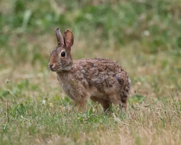 Un pequeño conejo de pelaje marrón y moteado se detiene en la hierba, atento a su entorno.