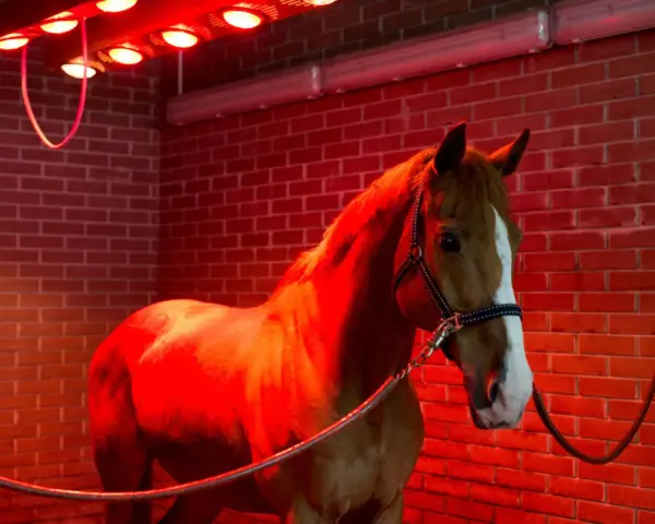 Cheval brun dans un solarium chevaux fait maison, baigné de lumière rouge.