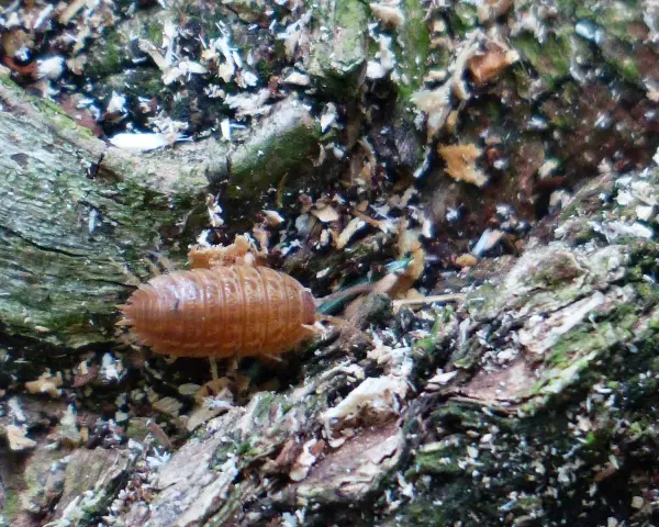 Un cochinilla anaranjada, que parece un pequeño armadillo, se arrastra sobre la corteza de un árbol. Los **ácaros pared** son pequeños y difíciles de ver, pero este cochinilla es un habitante común de la madera.