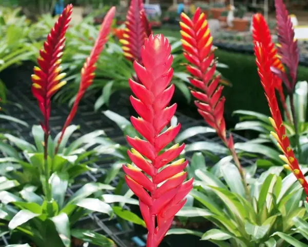 Vriesea rojas y amarillas, vibrantes y llenas de vida, evocan un vriesea significado espiritual de pasión y renovación.