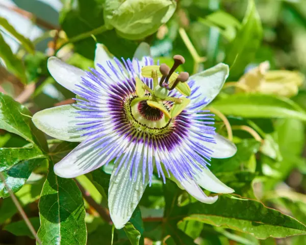 Passiflora: fiore esotico dalle mille proprietà. La sua bellezza complessa suggerisce i benefici per il benessere.