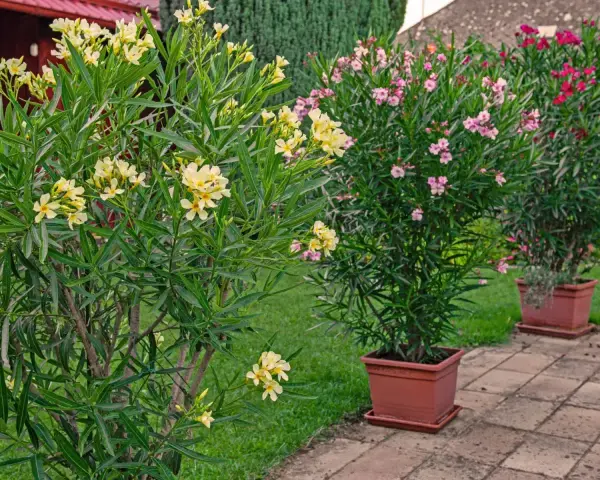 Żółty oleander w donicy kwitnie obficie obok różowych i czerwonych krzewów.