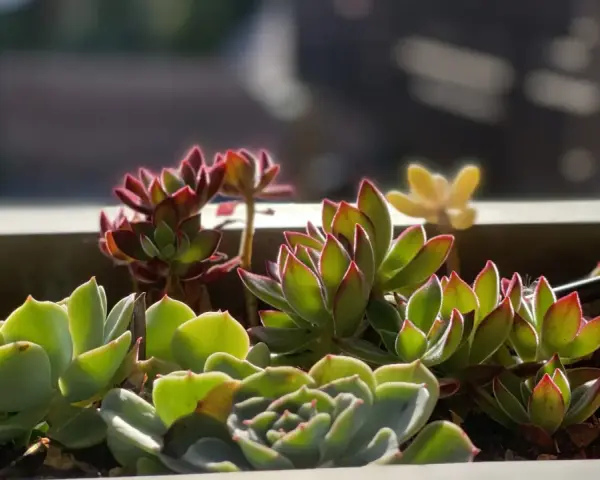 A close-up of various succulents in a planter, showing their vibrant green and red-tipped leaves. These plants are easy to care for, thriving in bright light and well-draining soil.