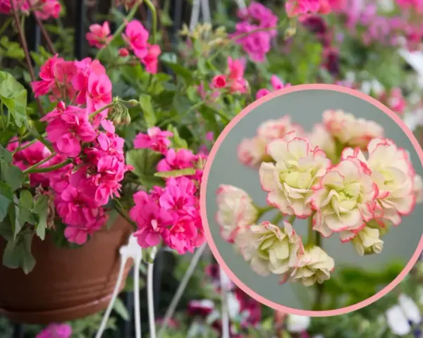 Różowa pelargonia rosebud astrid w doniczce, obok zbliżenie na jej kremowo-różowe kwiaty.