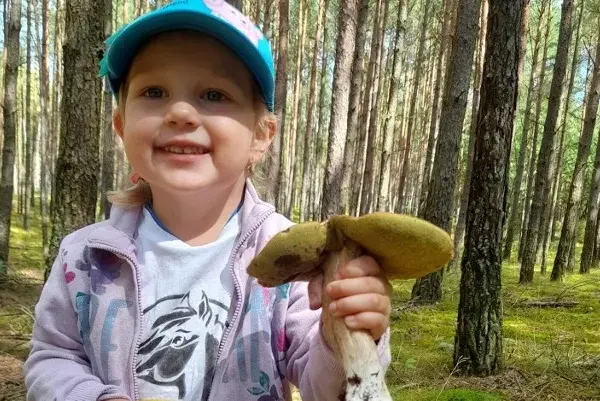 Do kiedy sezon na grzyby? Sprawdź, by nie przegapić ostatnich zbiorów