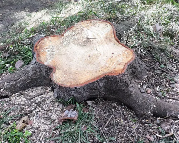 Świeżo ścięty pień drzewa z widocznymi słojami i korzeniami. Wokół trociny i trawa. Zastanawiasz się, jak usunąć pień drzewa?