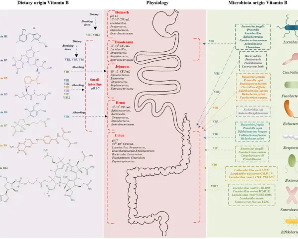 Vitamine B: origine, assorbimento e microbiota. Informazioni utili per evitare vitamina B controindicazioni.
