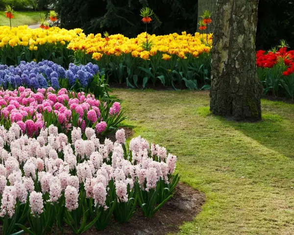 Kolorowe rabaty z hiacyntami i tulipanami. Kiedy sadzić hiacynty? Jesienią, by wiosną cieszyć się ich pięknem.