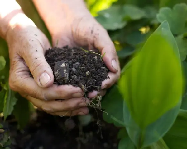 Mani che tengono un pugno di terra fertile, mostrando la ricchezza dei diversi tipi di suolo per la crescita delle piante.