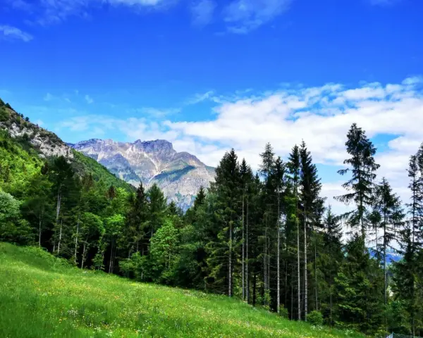 Prato fiorito e bosco di conifere ai piedi di montagne rocciose, sotto un cielo azzurro con nuvole bianche. Un passo sommo da ammirare.