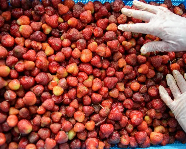 Ile można zarobić na zbieraniu truskawek w Polsce i za granicą?